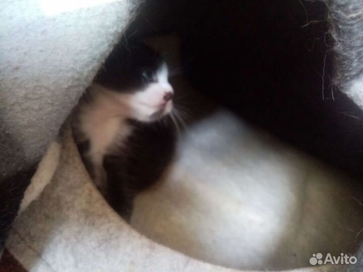 Котята в добрые руки бесплатно