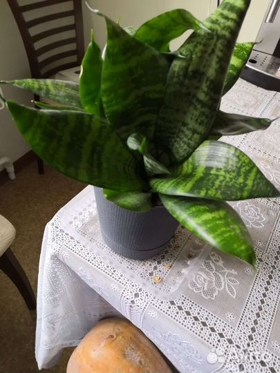 Купить домашние цветы