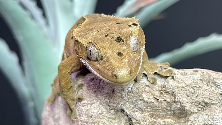 Бананоед самка 6 мес