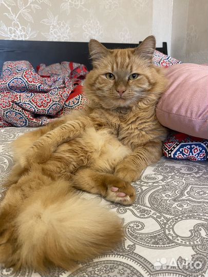 Случка вязка кота