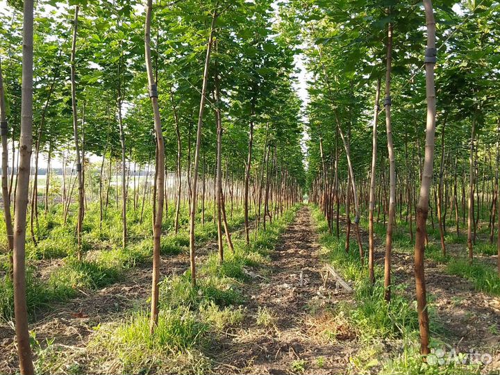 Клён остролистный явор татарский канадский