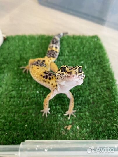 Малыши Эублефары