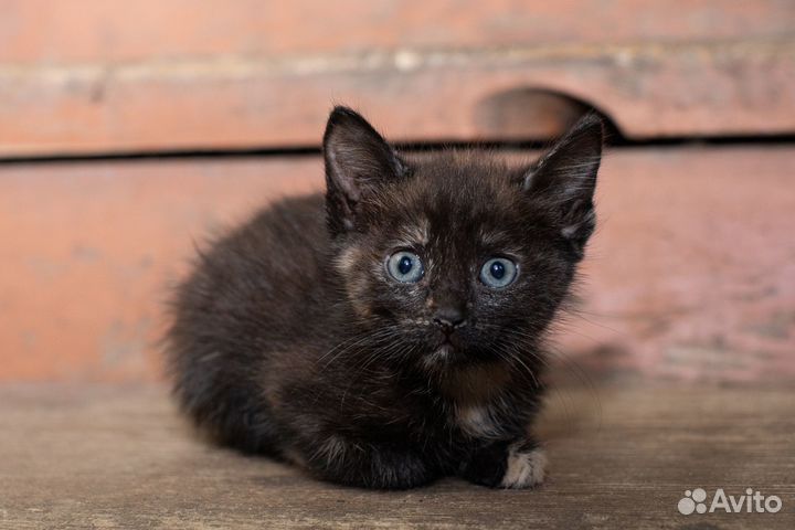 Отдаются котята в добрые руки