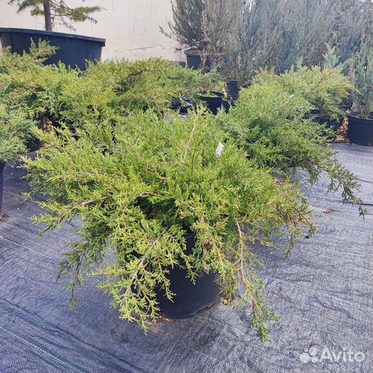 Можжевельник Пфитцериана Компакта
