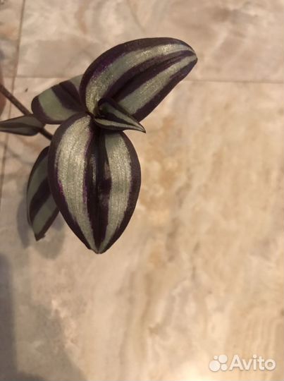 Традесканция