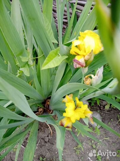 Корневища ирисов желтые