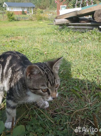 Отдам котенка в добрые руки