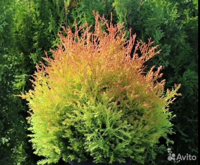 Туя Фаер Чиф,Голден Таффет,Мириам