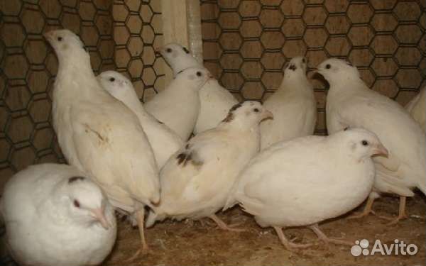 Яйца перепелиные инкубационные и пищевые