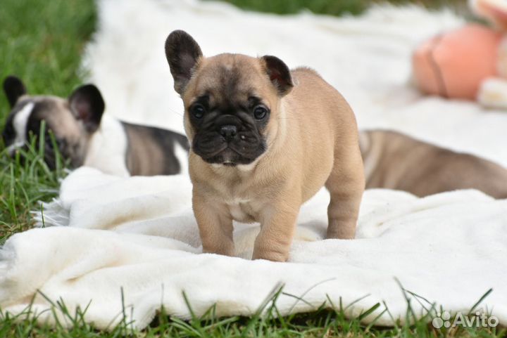 Французский бульдог три девочки