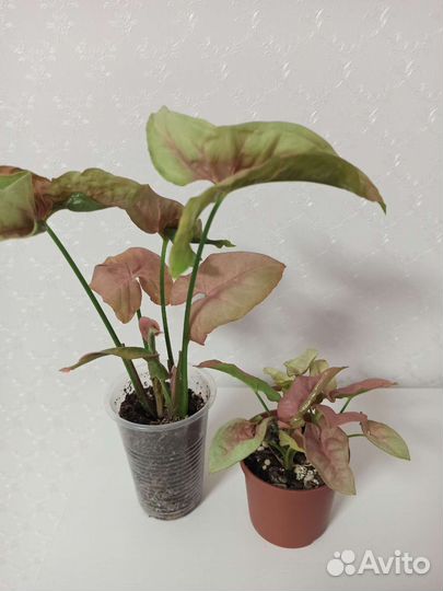 Сингониум rose mini