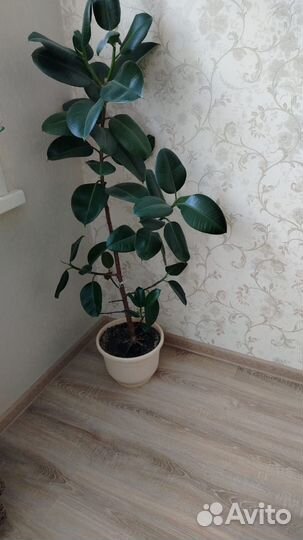 Фикус