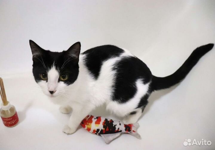 Шкода милая кошечка