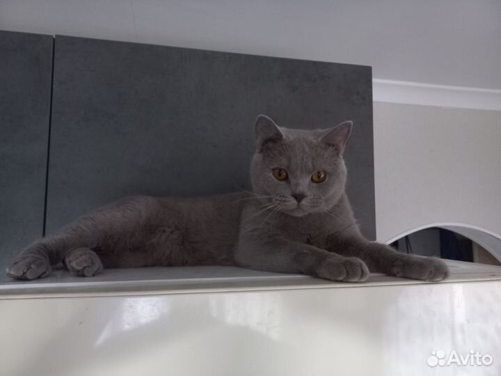 Британская