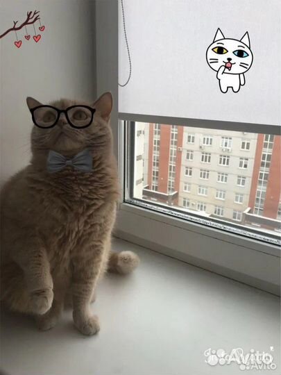 Жалюзи рулонные