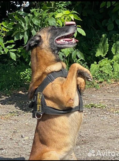 Щенки бельгийской овчарки малинуа