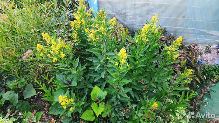 Цеструм ночной жасмин