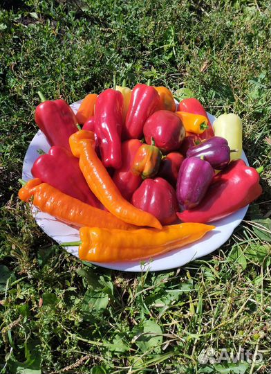 Семена коллекционных томатов и перцев
