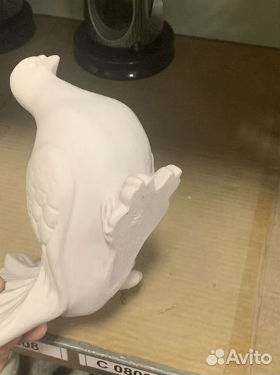 Голубь белый мраморный