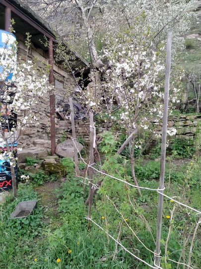 Участок 6 сот. (СНТ, ДНП)