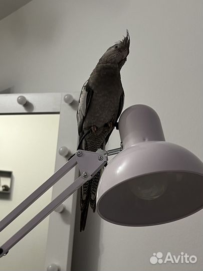 Попугаи корелла