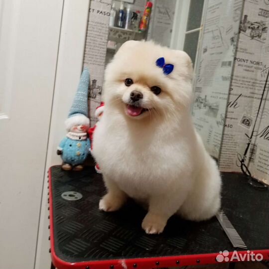 Стрижка собак и кошек