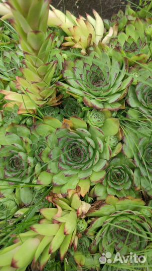 Суккулента эхеверия изящная. Дикая роза