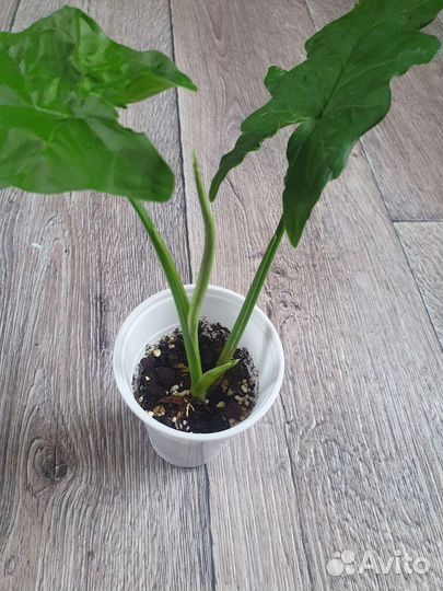 Сингониум Австралия