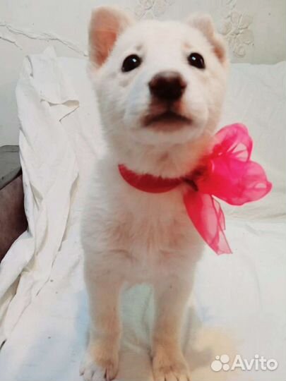 Щенки в охрану