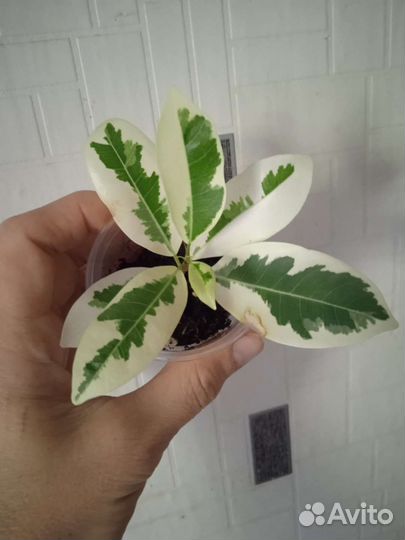 Сортовые фикусы