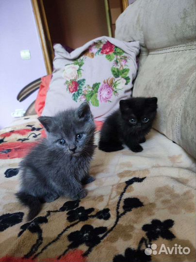 Черный котенок