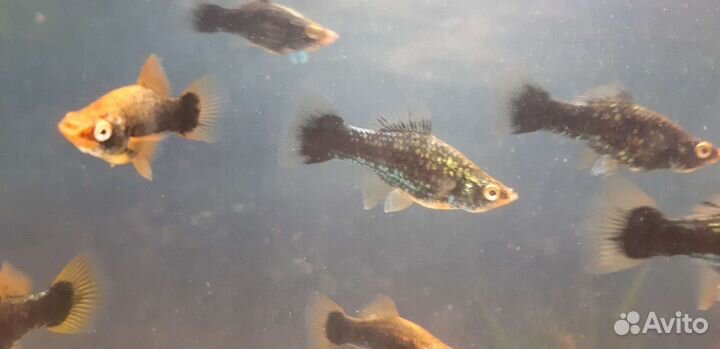 Рыба меченосец