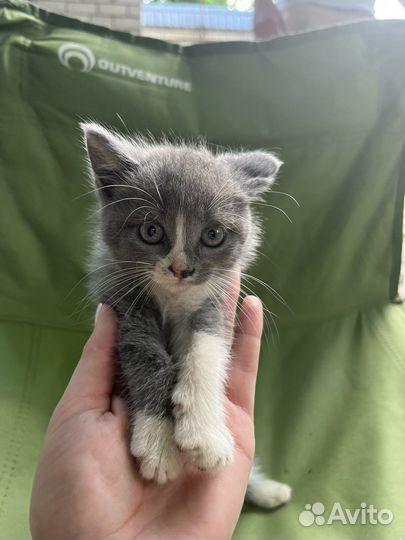 Кошки в добрые руки бесплатно