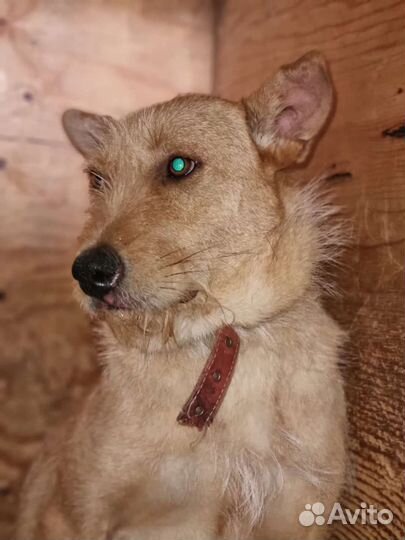 Собаке грустно