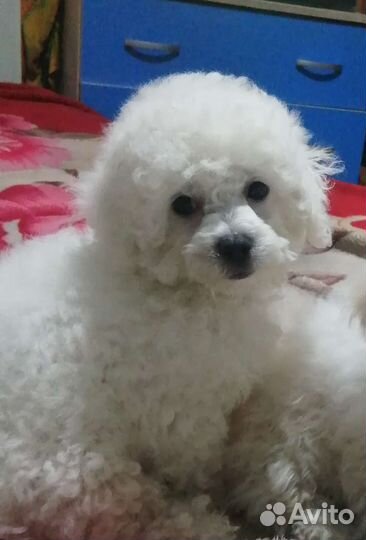 Щенки бишон фризе мини