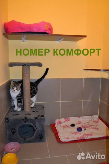 Домашний отель для вашей кошки на время отпуска