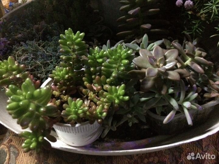 Каменные розы