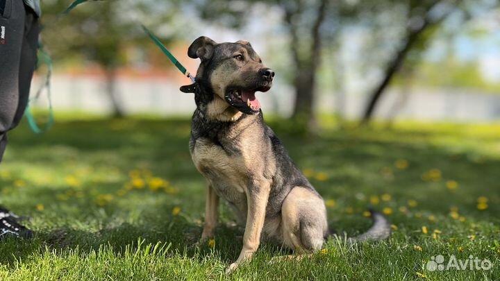 Сэм из приюта большой добряк и защитник своих
