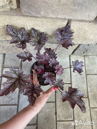 Гейхера пурпурная,другие многолетники