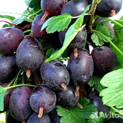 Крыжовник саженцы для Подмосковья