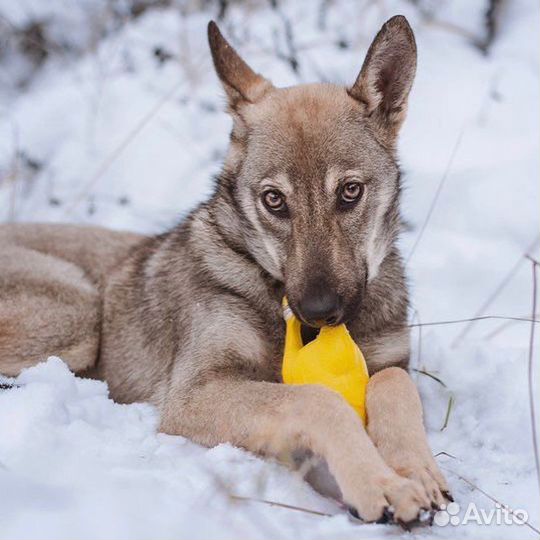 Собака, мальчик, 7 месяцев