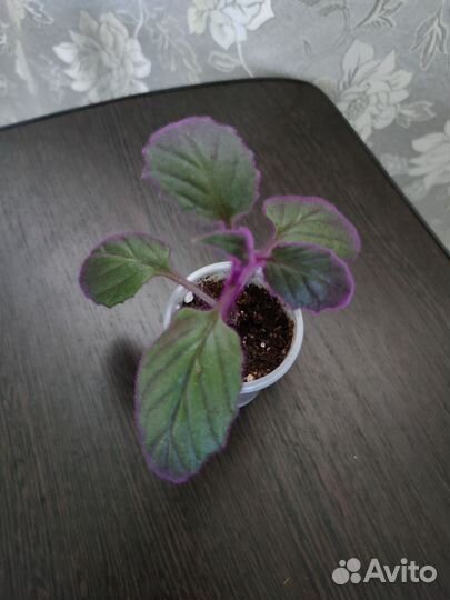 Фикус, Хамедорея, Замиокулькас, Гинура и другие