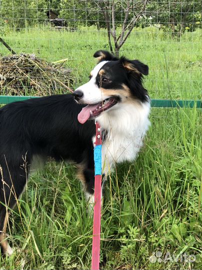 Передержка собак