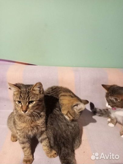 Котики бесплатно в добрые руки