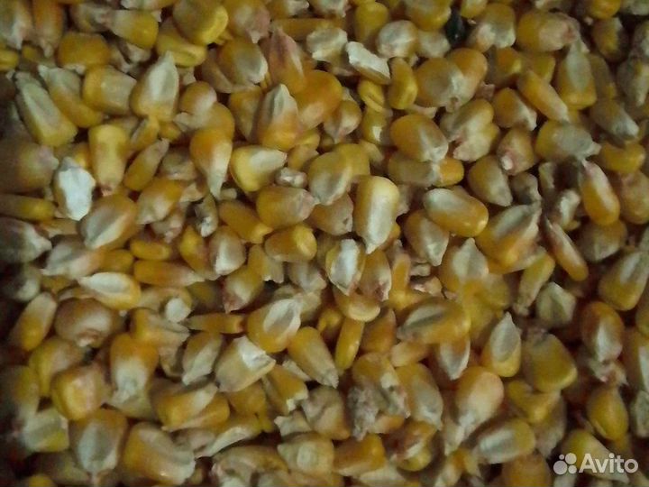 Зерно ячмень, пшеница, кукуруза, жмых