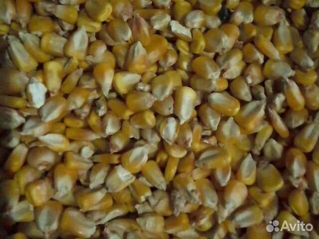 Зерно ячмень, пшеница, кукуруза, жмых