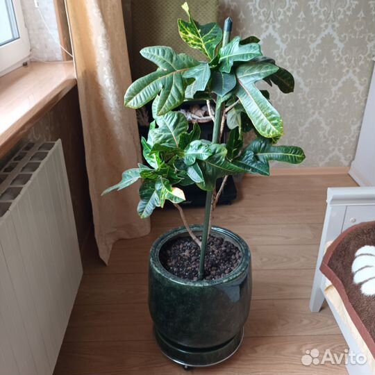 Кодиеум кротон