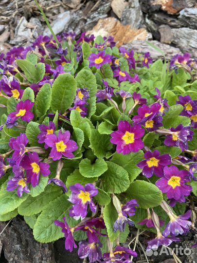 Цветы примула