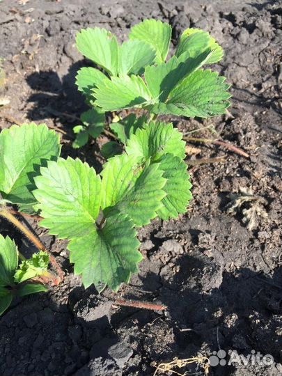 Рассада клубники