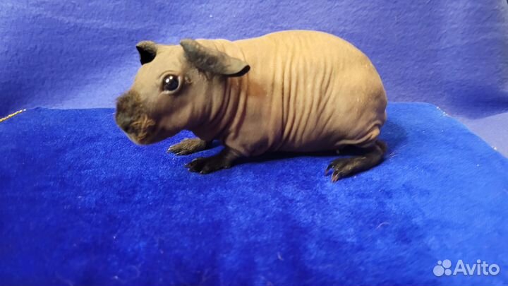 Морская свинка скинни